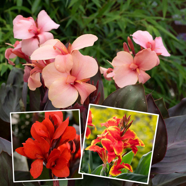 Canna Lily 'Cannova Mix'
