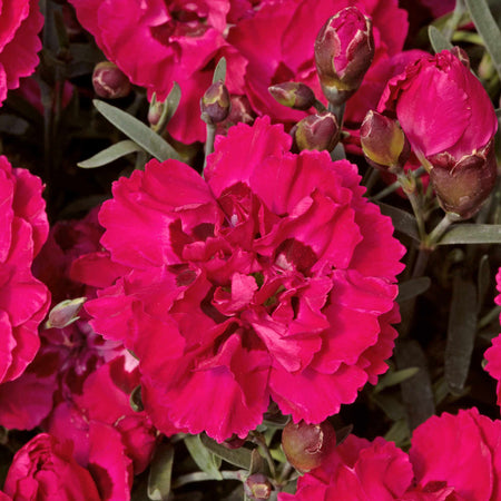 Dianthus 'Early Love'