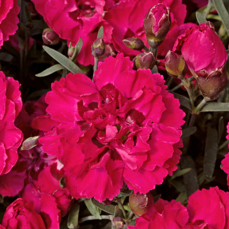 Dianthus 'Early Love'