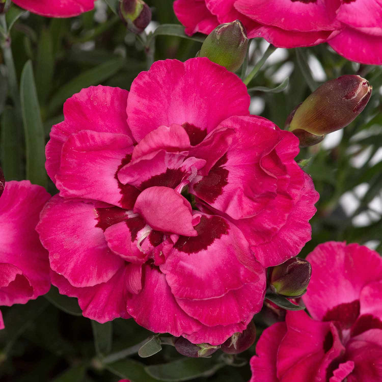 Dianthus 'Early Love'