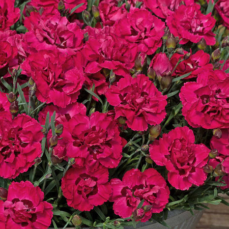 Dianthus 'Early Love'