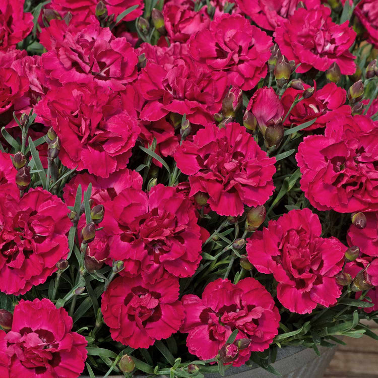 Dianthus 'Early Love'