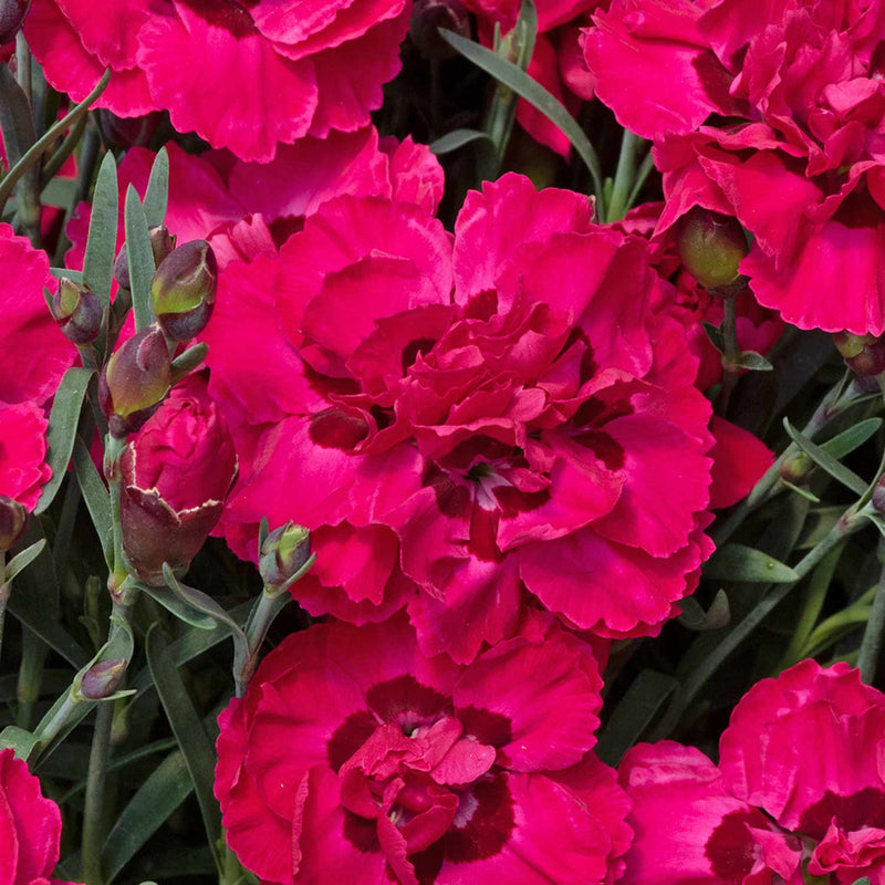 Dianthus 'Early Love'