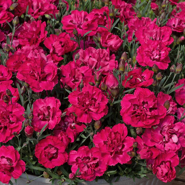 Dianthus 'Early Love'
