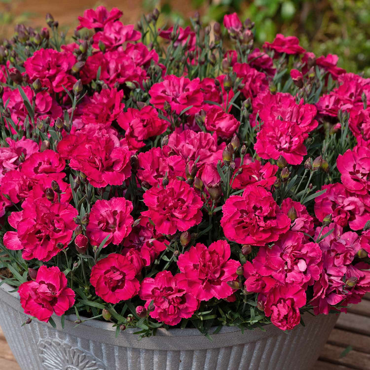 Dianthus 'Early Love'