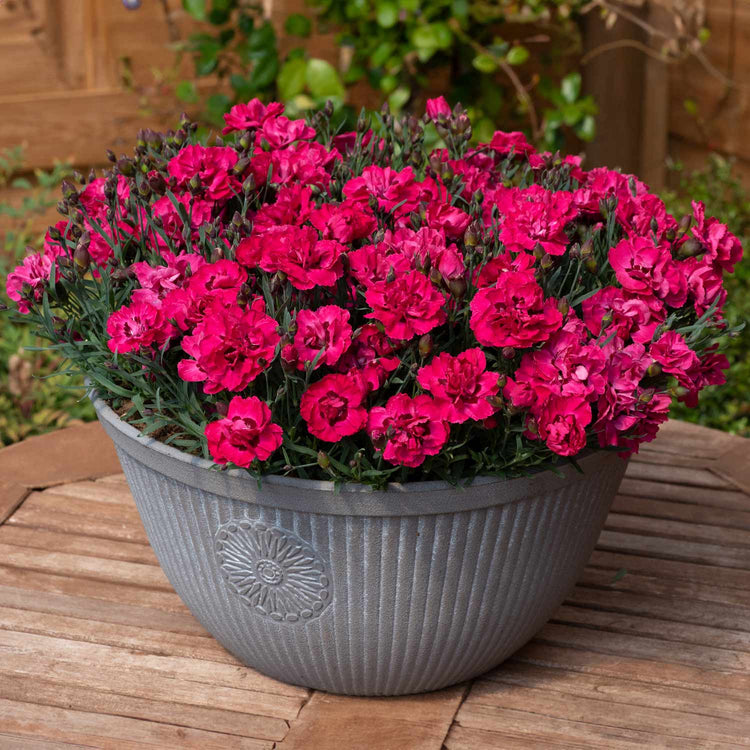 Dianthus 'Early Love'