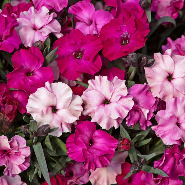 Dianthus 'Scully'