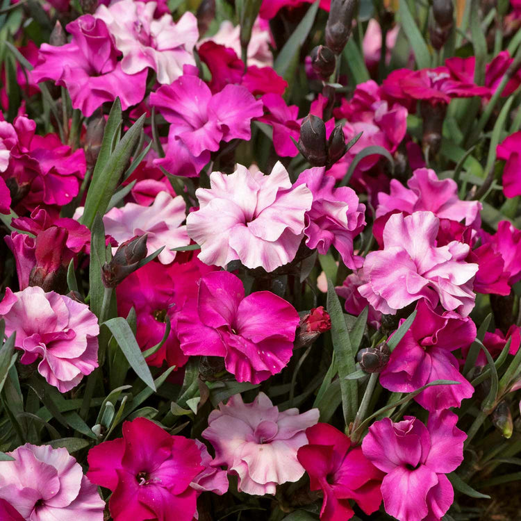 Dianthus 'Scully'