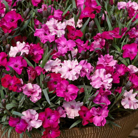 Dianthus 'Scully'