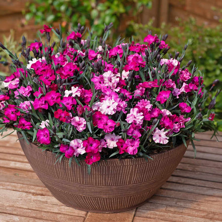 Dianthus 'Scully'