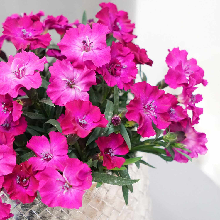 Dianthus 'Scully'