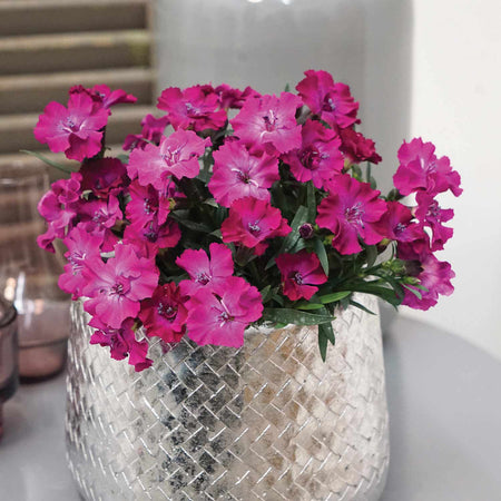 Dianthus 'Scully'