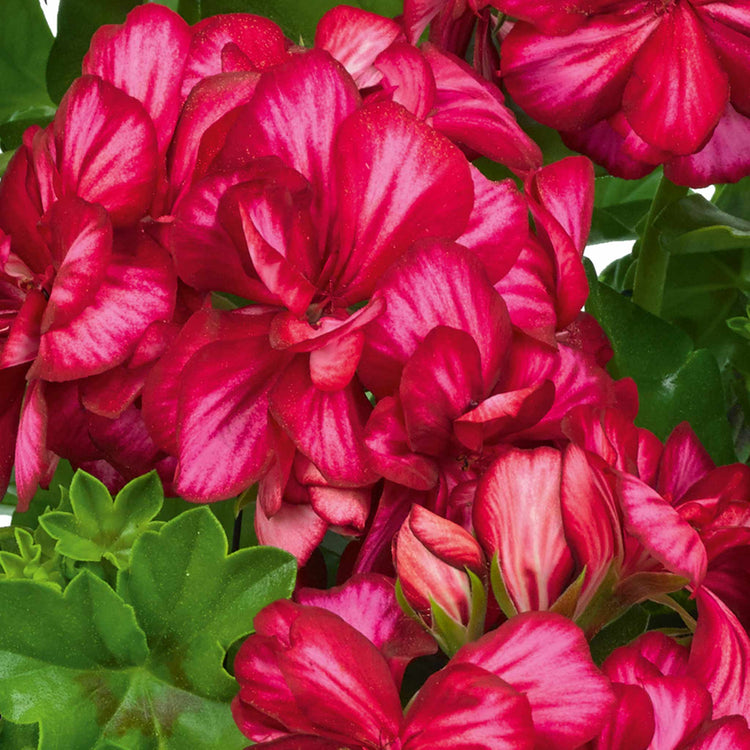 Geranium 'Sunflair Lollipop Chris Red'