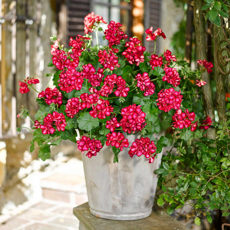 Geranium 'Sunflair Lollipop Chris Red'
