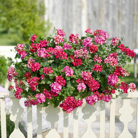 Geranium 'Sunflair Lollipop Chris Red'