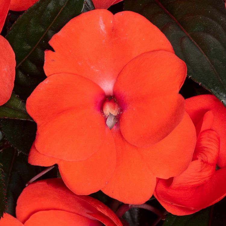 Busy Lizzie New Guinea 'Clockwork Orange and Dark Leaf'