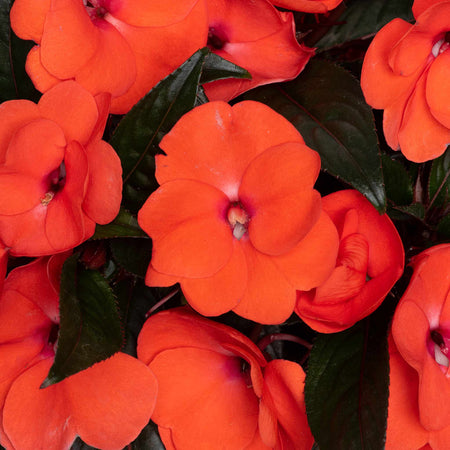 Busy Lizzie New Guinea 'Clockwork Orange and Dark Leaf'