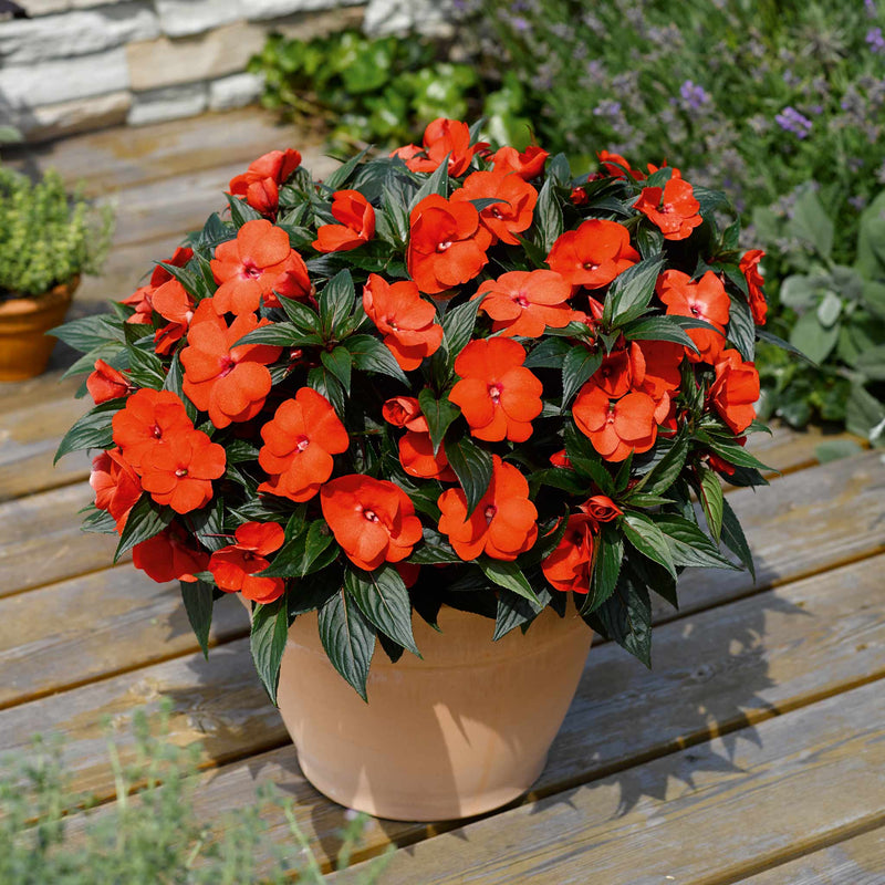 Busy Lizzie New Guinea 'Clockwork Orange and Dark Leaf'