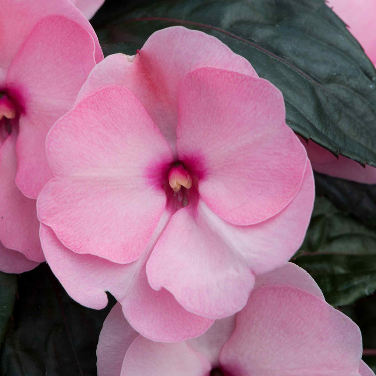 Busy Lizzie New Guinea 'Clockwork Appleblossom and Dark Leaf'