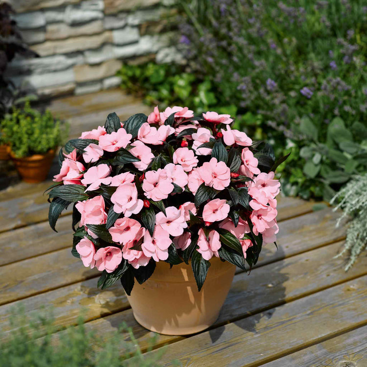 Busy Lizzie New Guinea 'Clockwork Appleblossom and Dark Leaf'