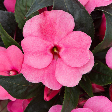 Busy Lizzie New Guinea 'Clockwork Appleblossom and Dark Leaf'