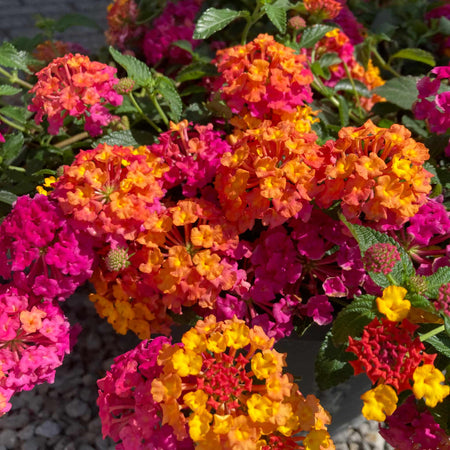Lantana 'Bloomify Rose'
