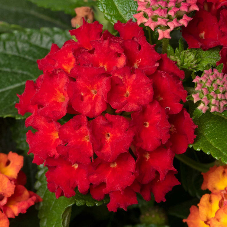 Lantana 'Bloomify Red'