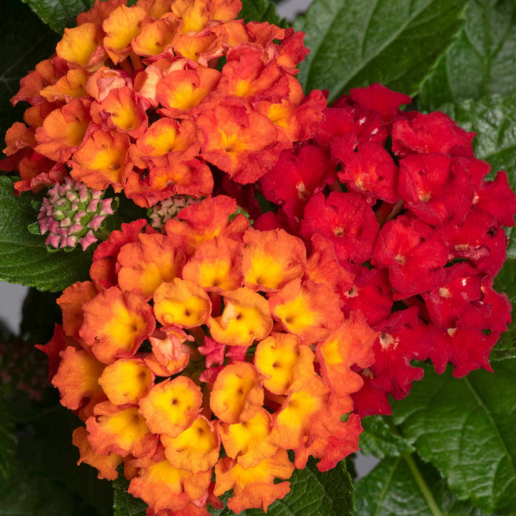 Lantana 'Bloomify Red'