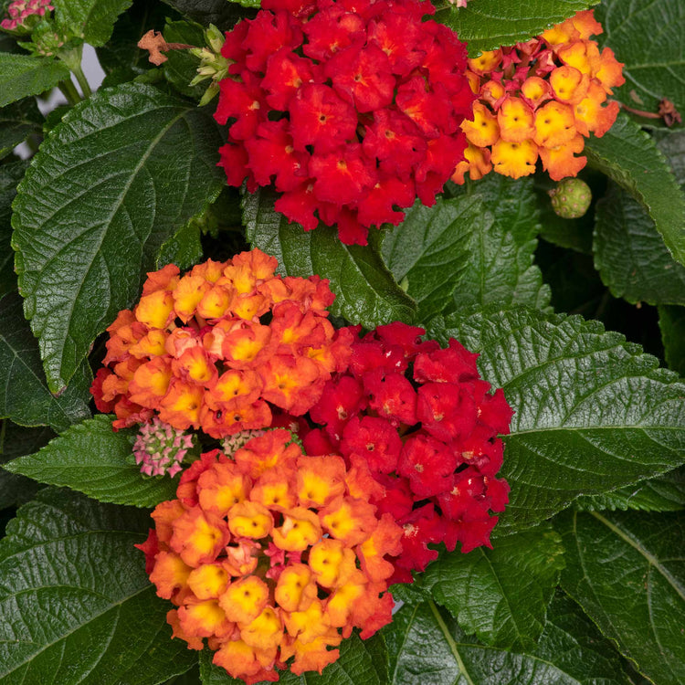 Lantana 'Bloomify Red'