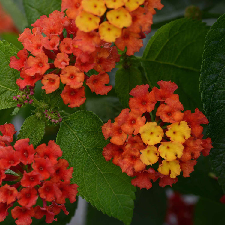 Lantana 'Bloomify Red'