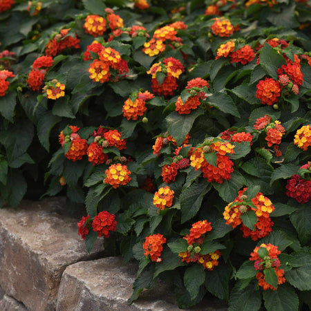 Lantana 'Bloomify Red'