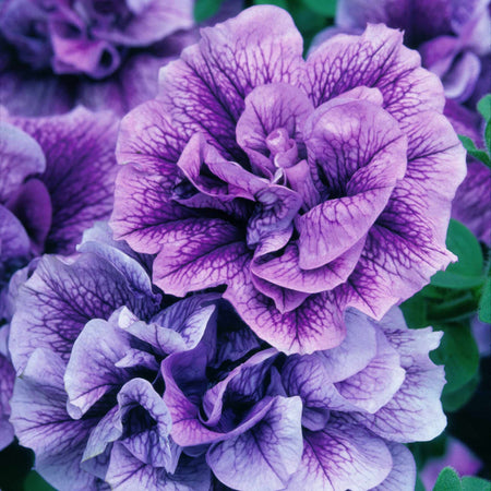 Petunia Tumbelina Collection
