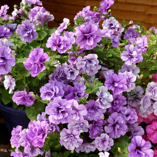 Petunia Supertunia 'Tumberlina Priscella'