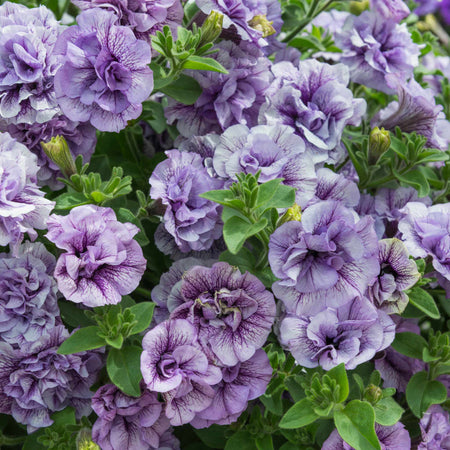 Petunia Supertunia 'Tumberlina Priscella'