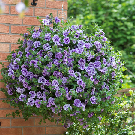Petunia Supertunia 'Tumberlina Priscella'