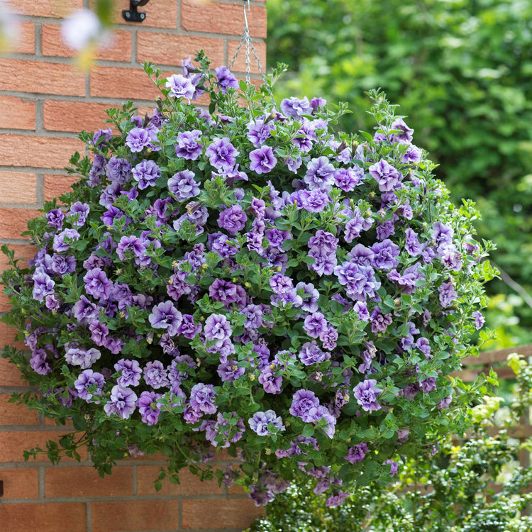 Petunia Supertunia 'Tumberlina Priscella'