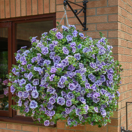 Petunia Supertunia 'Tumberlina Priscella'