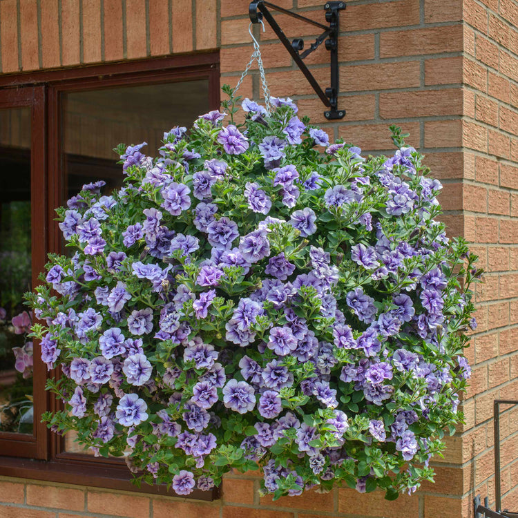Petunia Supertunia 'Tumberlina Priscella'