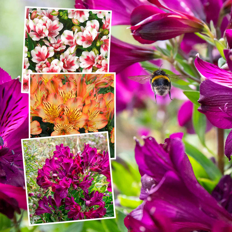 Alstroemeria Inticancha Collection