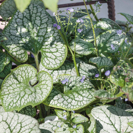 Brunnera Macrophylla 'Sea Heart'
