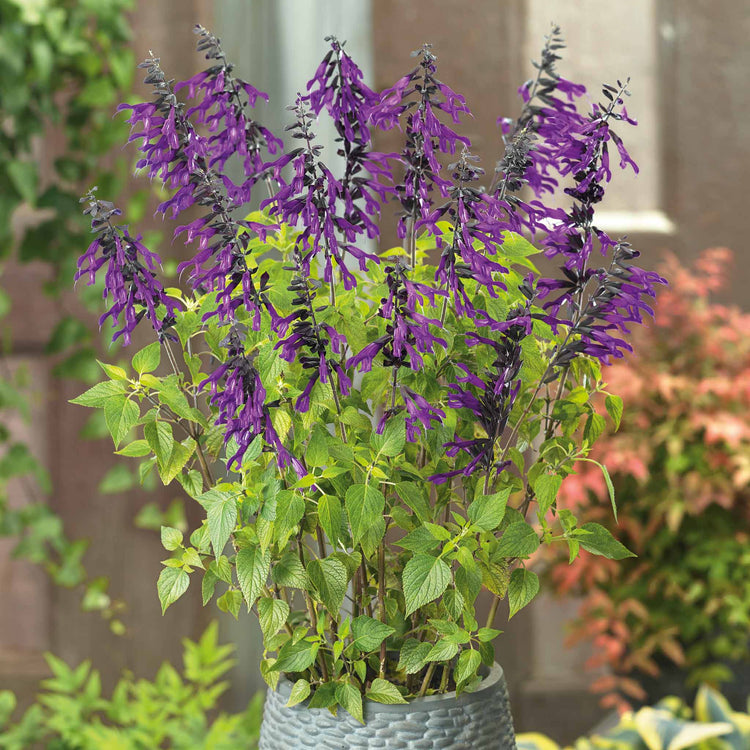 Salvia 'Amistad'