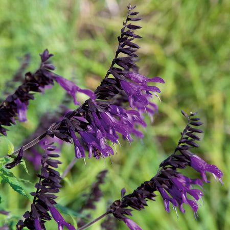 Salvia 'Amistad'