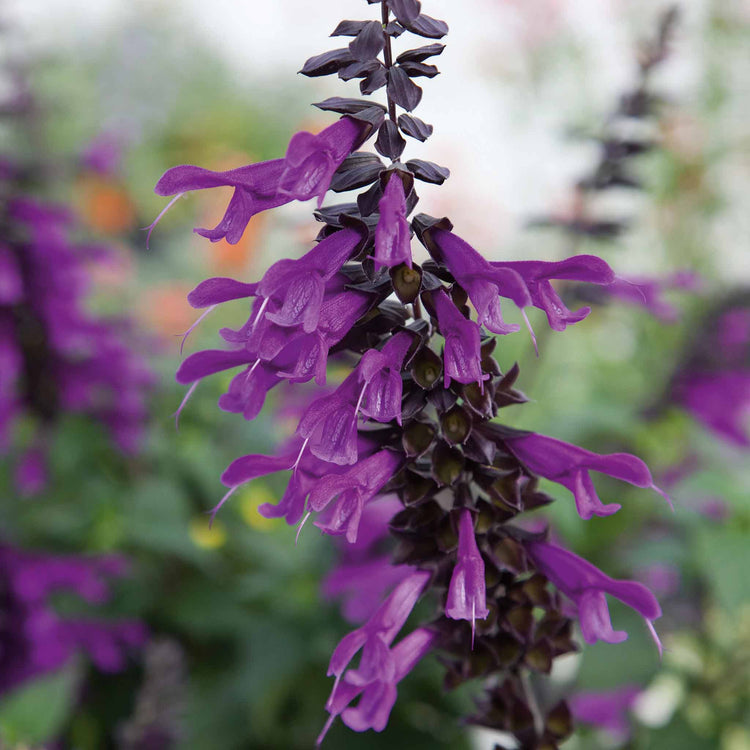 Salvia 'Amistad'
