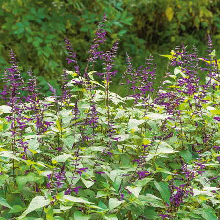 Salvia 'Amistad'