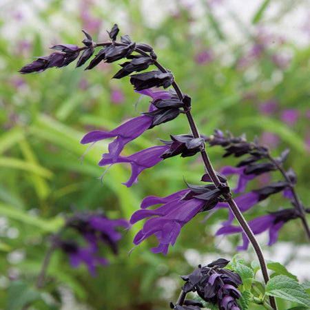 Salvia 'Amistad'