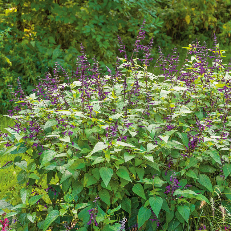 Salvia 'Amistad'