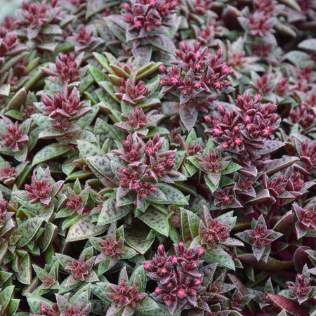 Crassula 'Starlights Ruby'