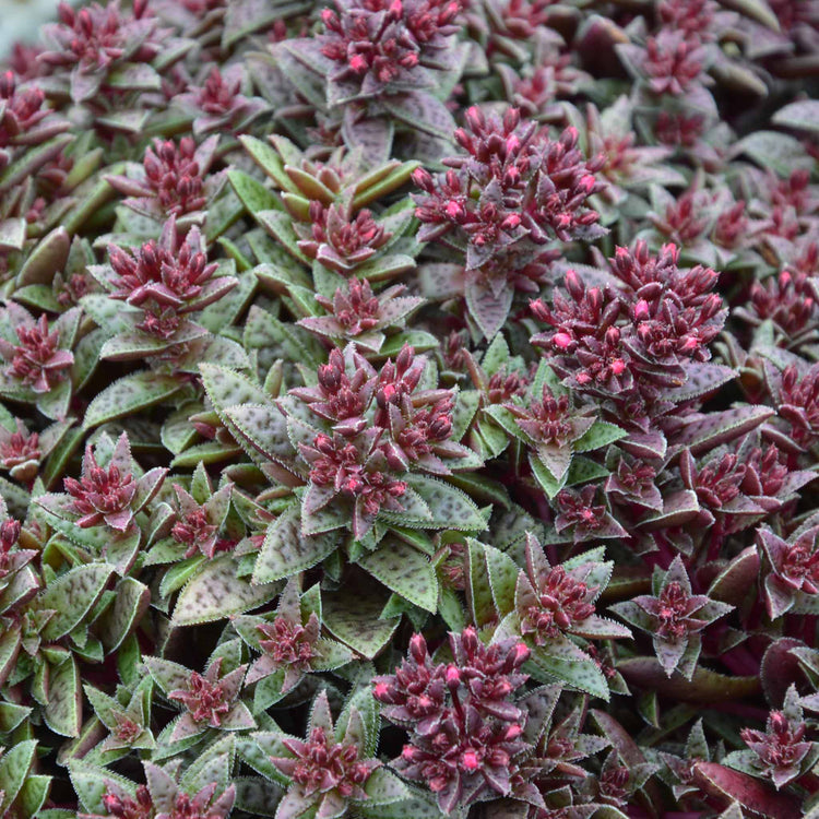 Crassula 'Starlights Ruby'