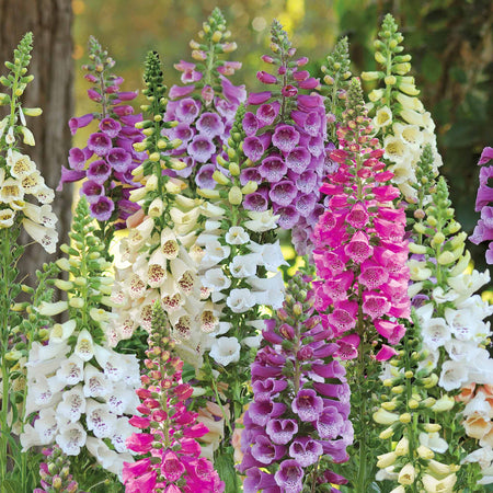 Digitalis Tall Collection