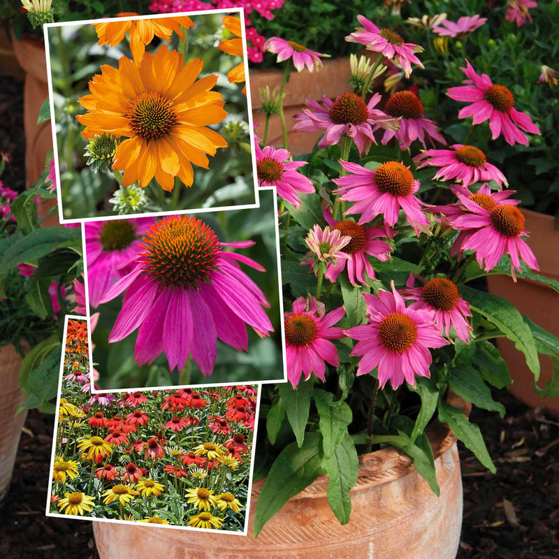 Echinacea Collection